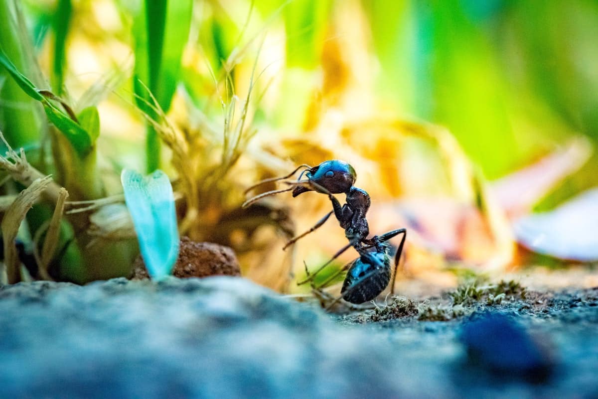 Pet and Child-Safe Pest Control: What Melbourne Families Need to Know