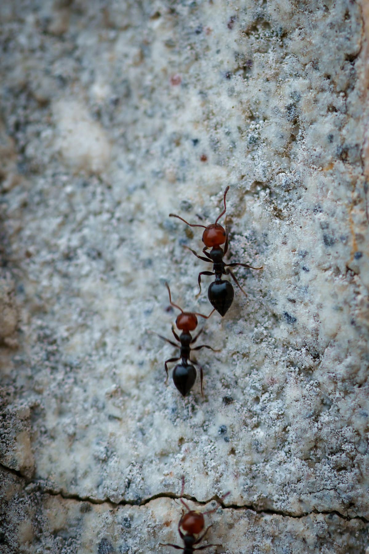 How to Get Rid of Ants in Your Melbourne Home: Complete Guide