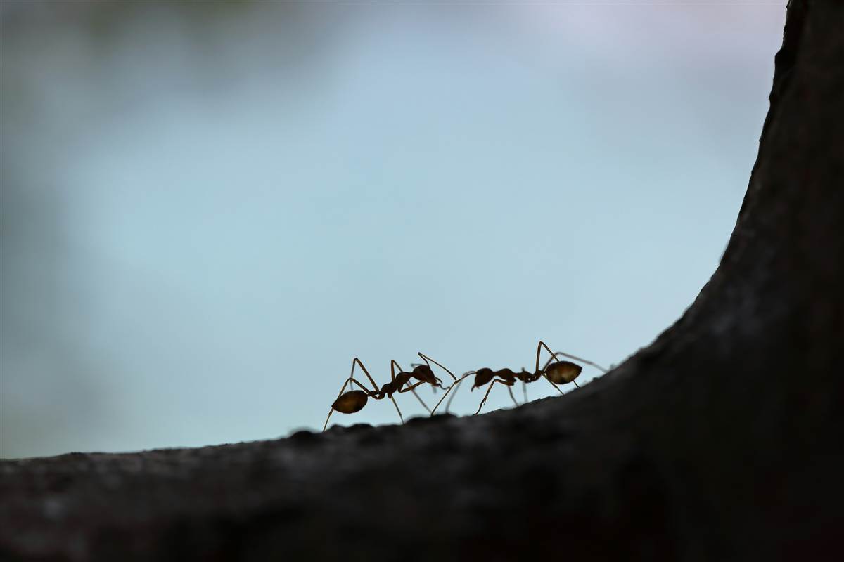 Ant Control Melbourne - Professional pest control by Pest Eraze