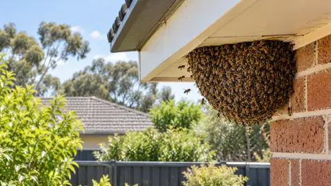 Bees Were Sprayed Before Removal: What to Tell the Collector
