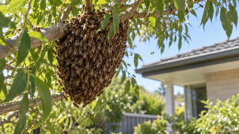 Beekeeper or Pest Controller for Bees in Melbourne?