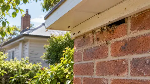 Bee Removal from Brick or Weatherboard Walls in Melbourne