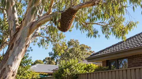 High Bee Swarm or Hive? Melbourne Access and Collection Questions