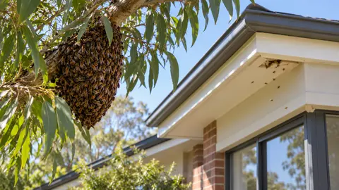 Bee Removal Cost in Melbourne: Swarm Collection vs Hive Removal