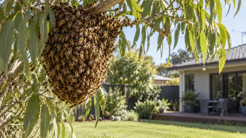 Bee Removal and Relocation in Melbourne: Protecting the Pollinators
