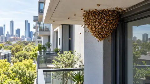 Bee Removal in a Melbourne Apartment Building: Approval Checklist