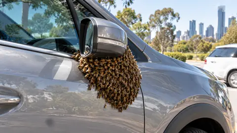 Bee Swarm on a Car in Melbourne: Collection Booking Guide