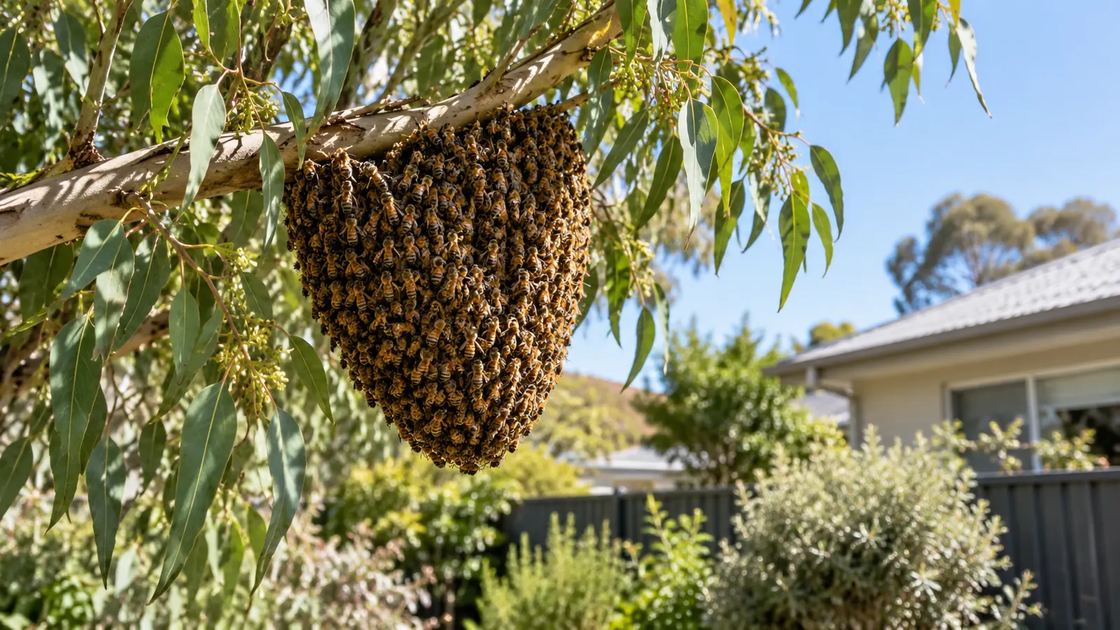 Bee Swarm in Melbourne This Spring: What Should You Do?