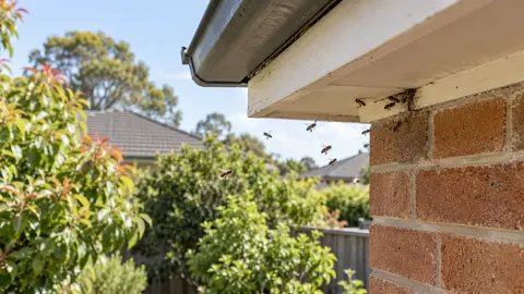 Bee Swarm Gone Before Collection? Melbourne Follow-Up Guide