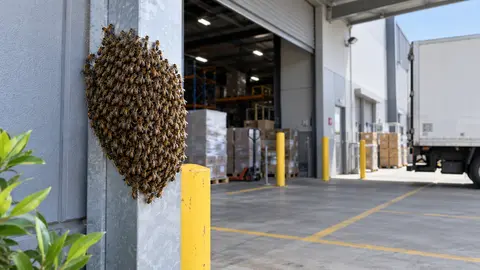 Bees at a Business Delivery Entrance in Melbourne