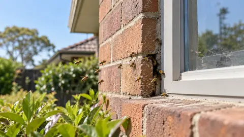 Bees in a Wall Cavity in Melbourne: Removal and Repair Questions