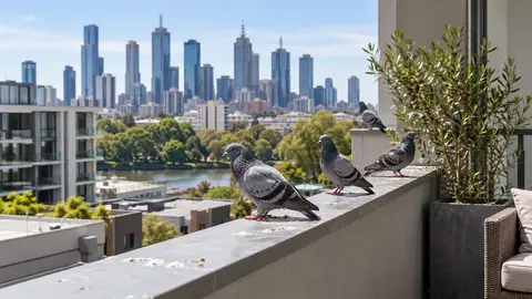 Bird control Cost Melbourne: From $129