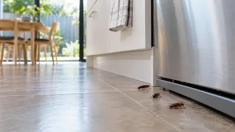 Exterminator Near Me for Recurring Pests: Melbourne Follow-Up Guide