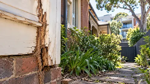 Inner East Melbourne Pest Guide