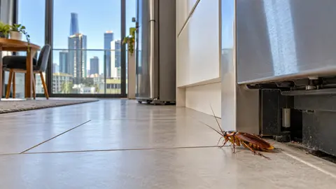 Inner Melbourne Pest Guide for Apartments