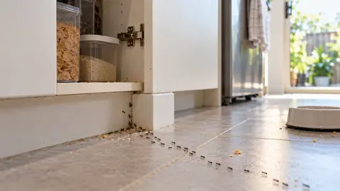 Melbourne Pest Identification Guide