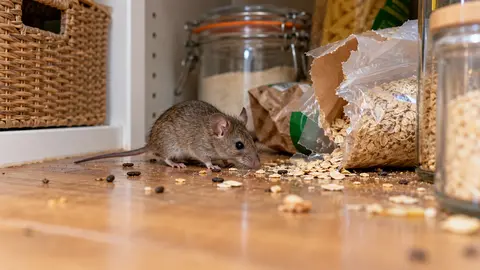 Mice in the House: Signs, Risks and How to Get Rid of Them in Melbourne