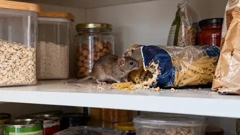 Mice in the Pantry: Food and Treatment Questions for Melbourne Homes