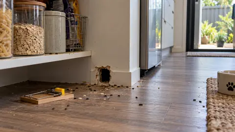 Mouse Traps Not Working? Melbourne Assessment Questions