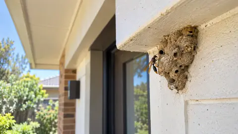 Mud Nest or Wasp Nest? What Melbourne Residents Should Book