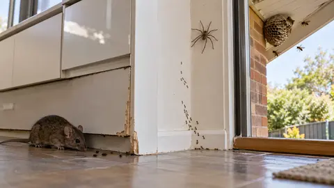 Several Pests at Home: Does One Melbourne Treatment Cover Them?