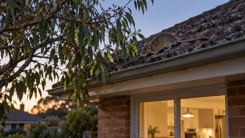 Rats in the Roof: Why Melbourne Ceilings Are a Rodent Magnet