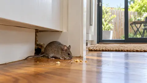 Pest Control for Renters & Landlords: Who Is Responsible in Victoria?