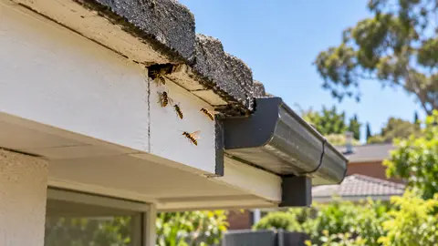 When Can You Seal a Wasp Entry Hole After Treatment?