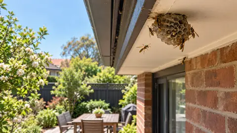 Wasp Season in Melbourne: What to Check This Spring