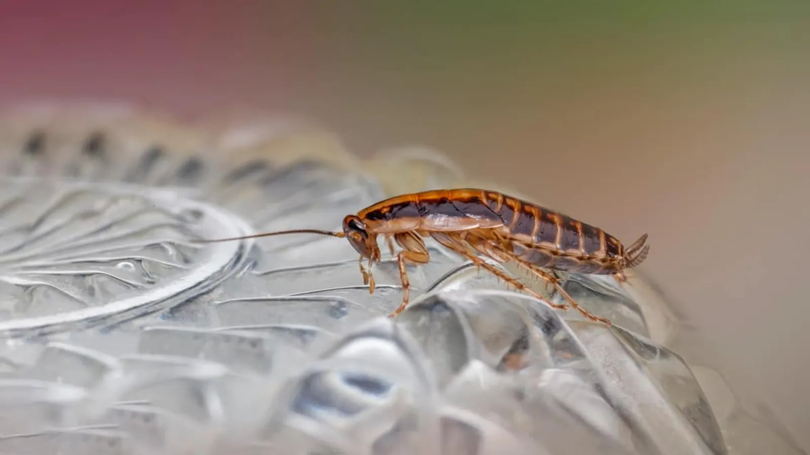 Cockroach and Redback Season in Melbourne: What Changes Over Summer