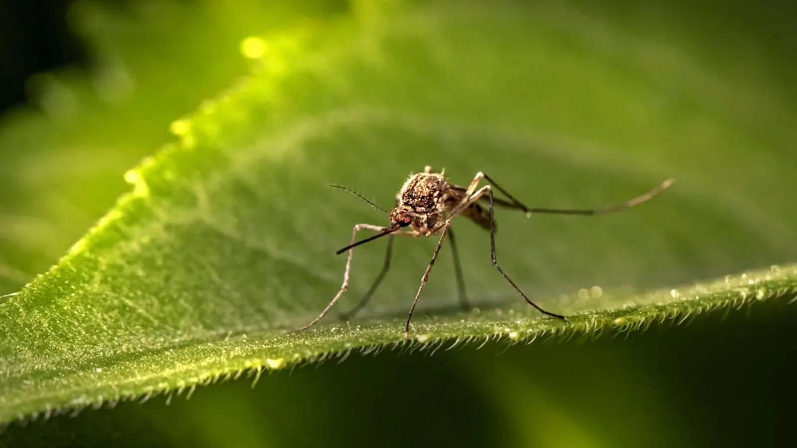 Summer Fleas and Mosquitoes in Melbourne's North