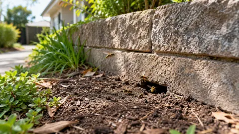Wasp Nest in a Wall or Ground? Melbourne Homeowner Guide