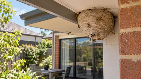Wasp Nest at a Melbourne Rental: Who Should You Contact First?