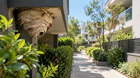 Wasp Nest Beside a Shared Walkway: Melbourne Booking Guide