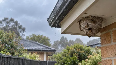 Can Wasp Removal Go Ahead in Rain or Wind in Melbourne?