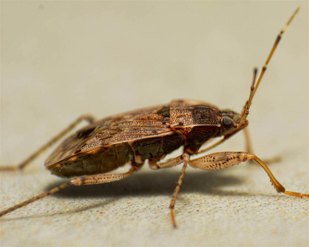 Bed Bug Treatment Melbourne - Professional pest control by Pest Eraze