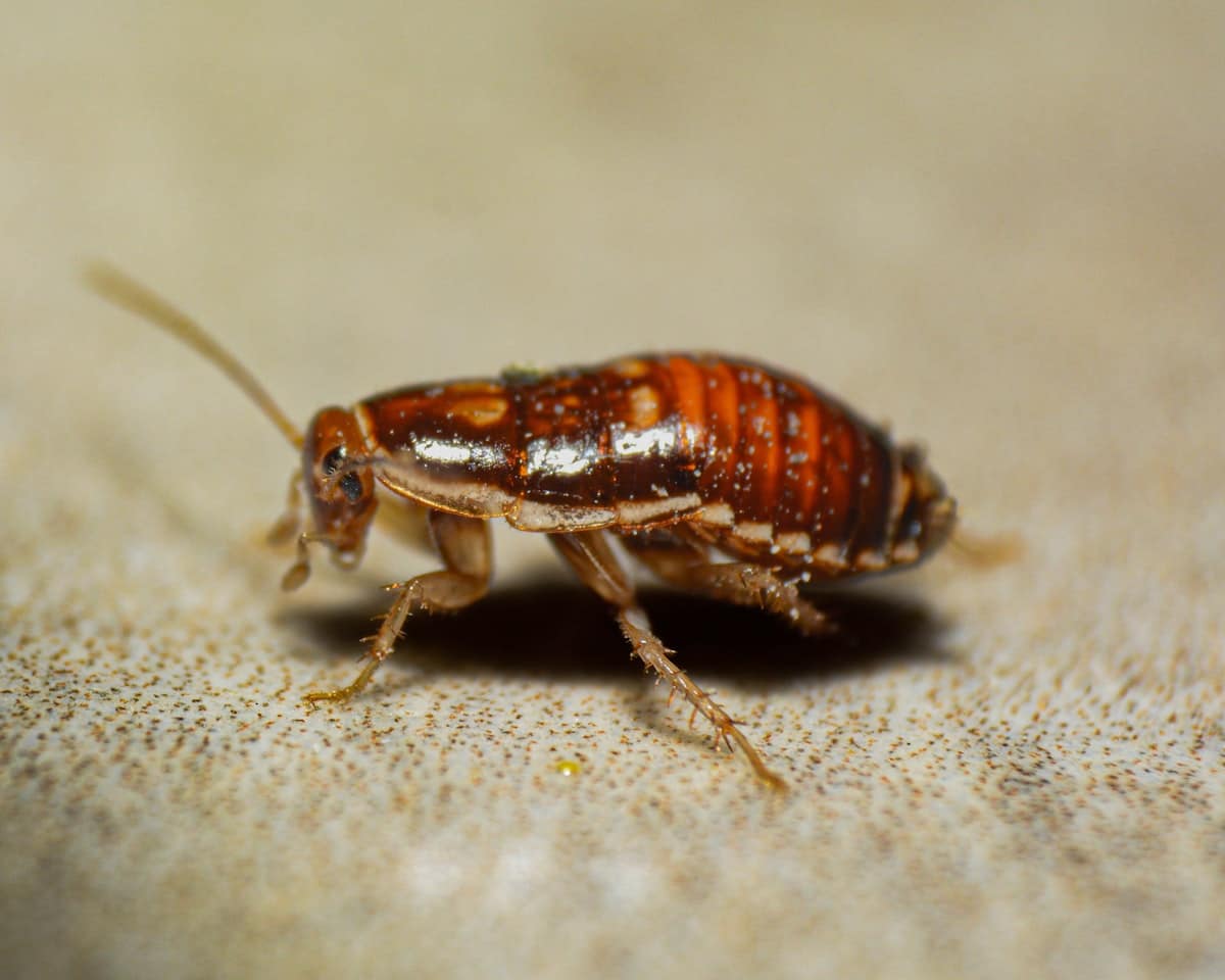 Bed Bug Prevention: How to Avoid Bringing These Hitchhikers Home