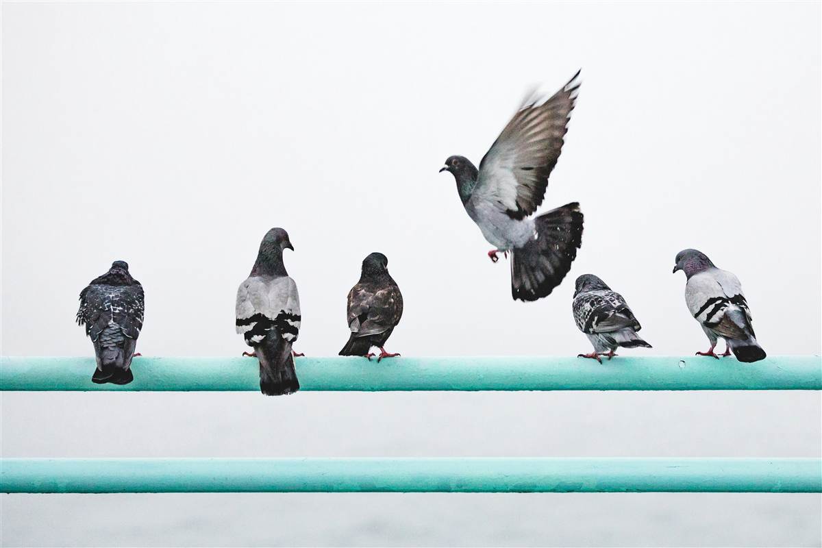 Birds Pest Control Melbourne