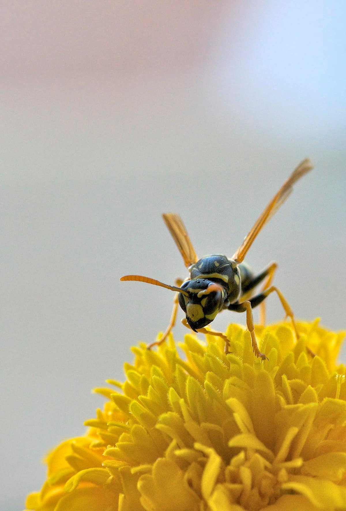 Bee Removal and Relocation in Melbourne: Protecting the Pollinators