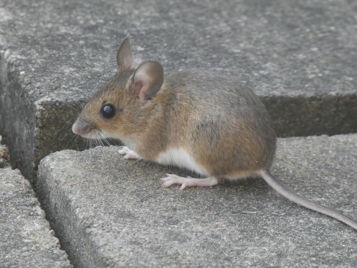 Mice in the House: Signs, Risks and How to Get Rid of Them in Melbourne