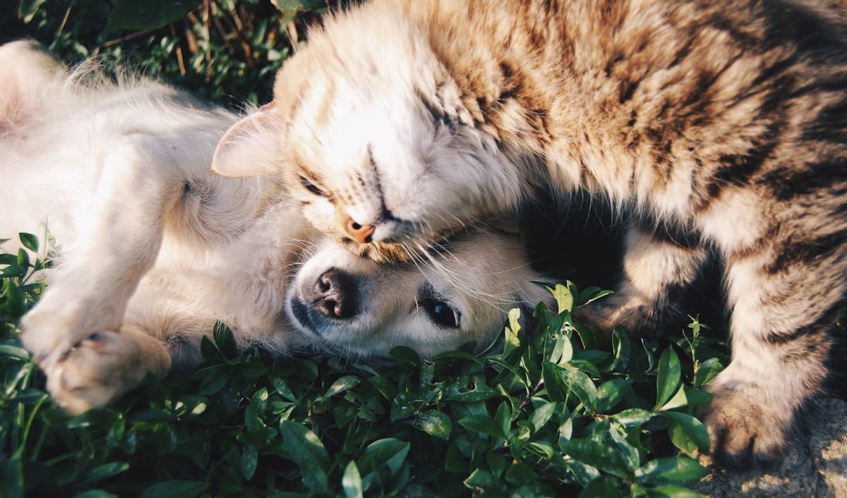 Pet-Safe Pest Control: A Melbourne Pet Owner Guide