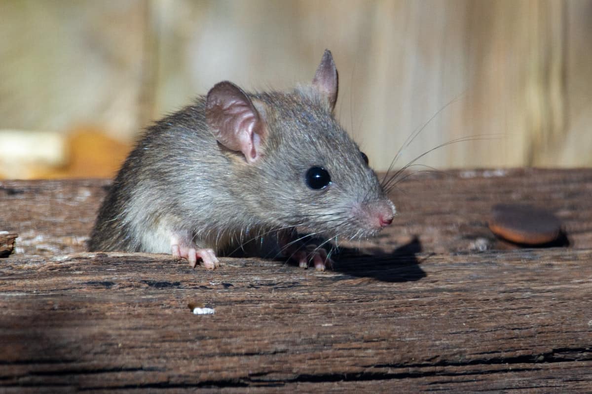 Rats in the Roof: Why Melbourne Ceilings Are a Rodent Magnet