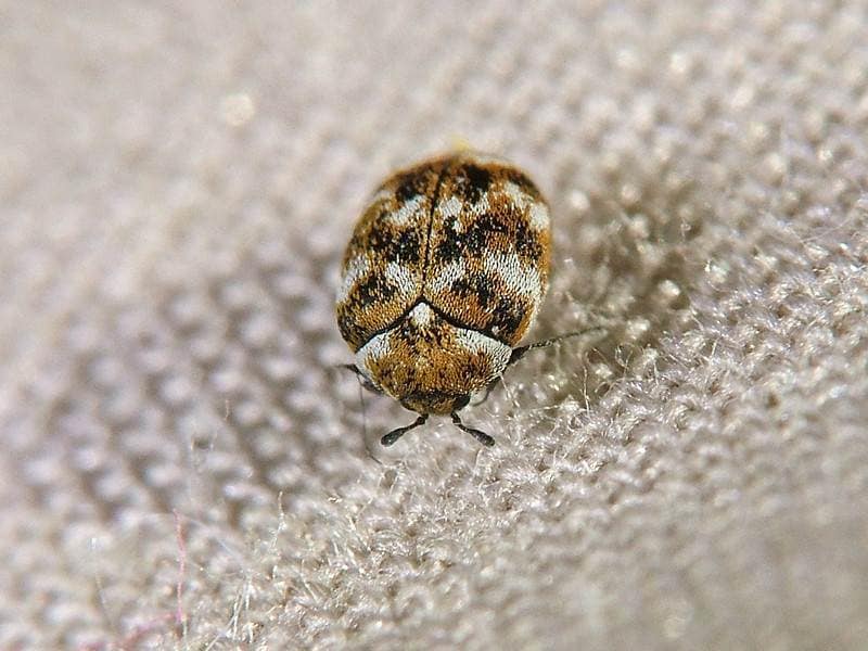 Carpet Beetles Control Melbourne