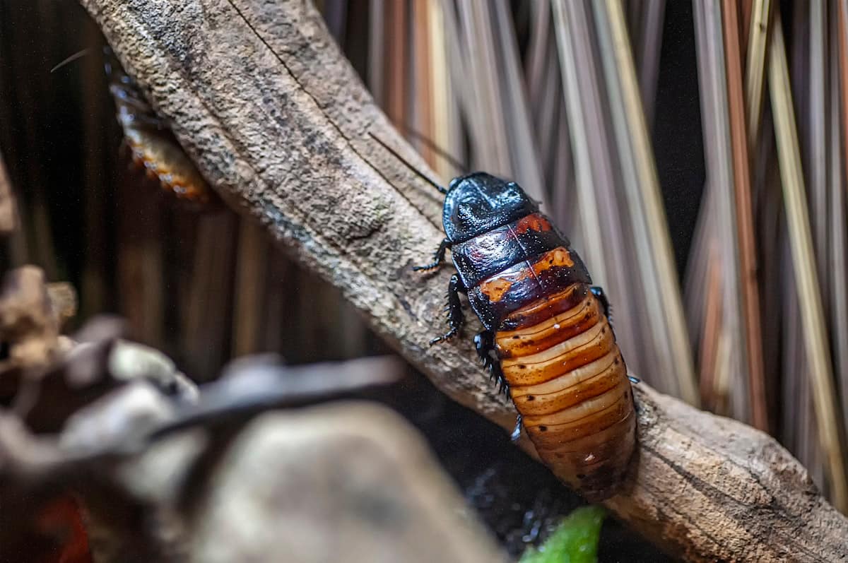 Pest Control Near Me: Finding a Reliable Local Exterminator in Melbourne