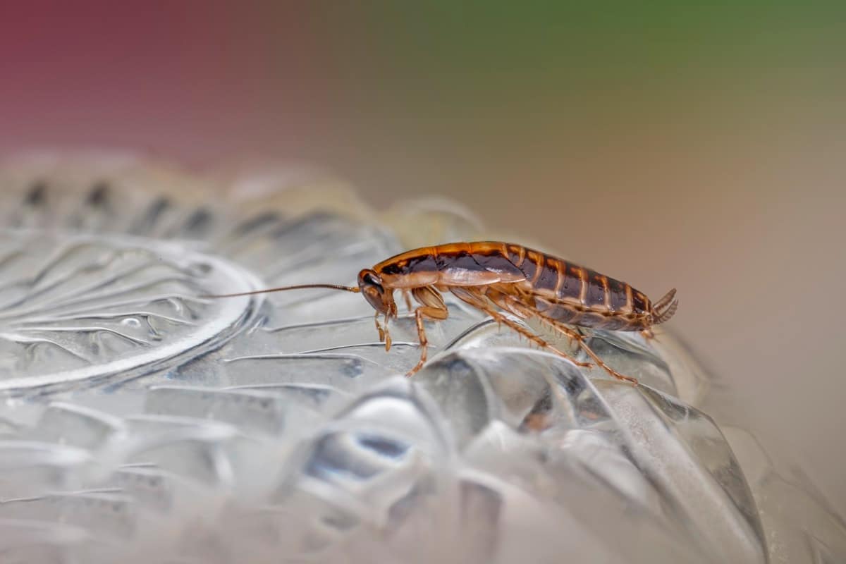 How to Keep Cockroaches Out of Your Melbourne Kitchen for Good