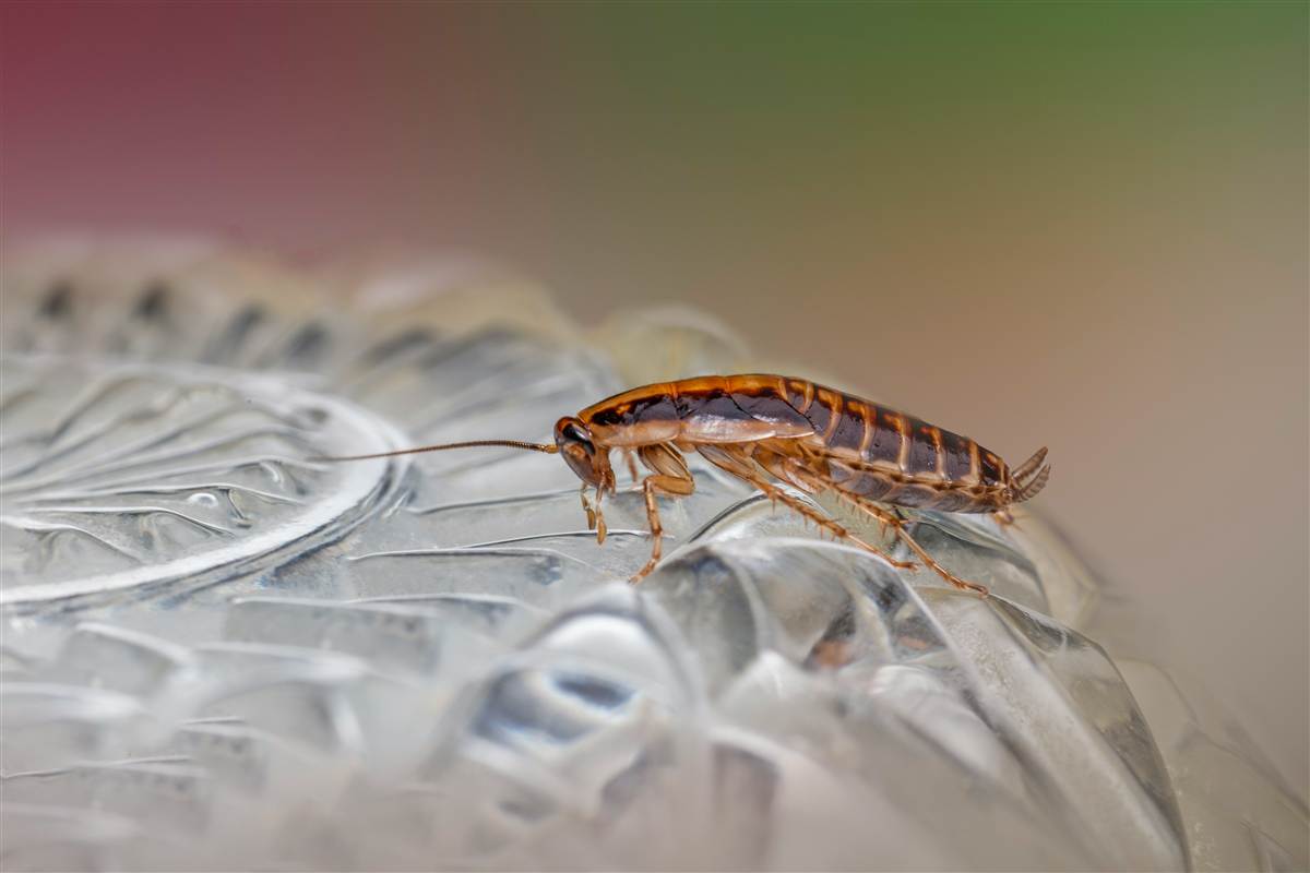 Cockroach Control Melbourne