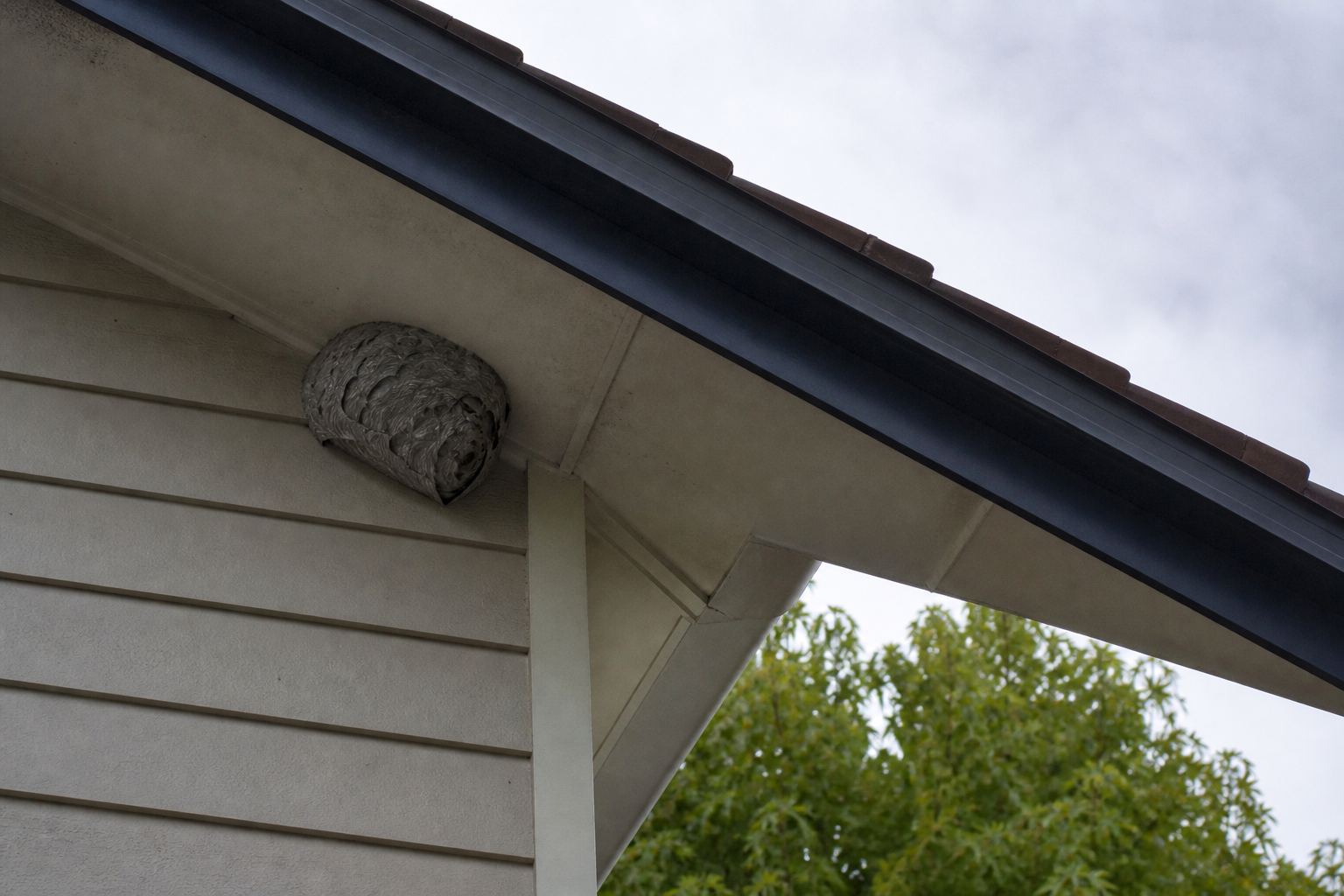 Wasp Season in Melbourne: What to Check This Spring