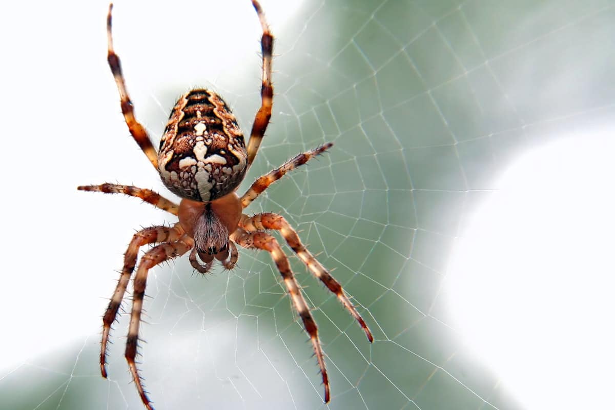 Huntsman Spiders in Melbourne: Are They Dangerous & How to Keep Them Out
