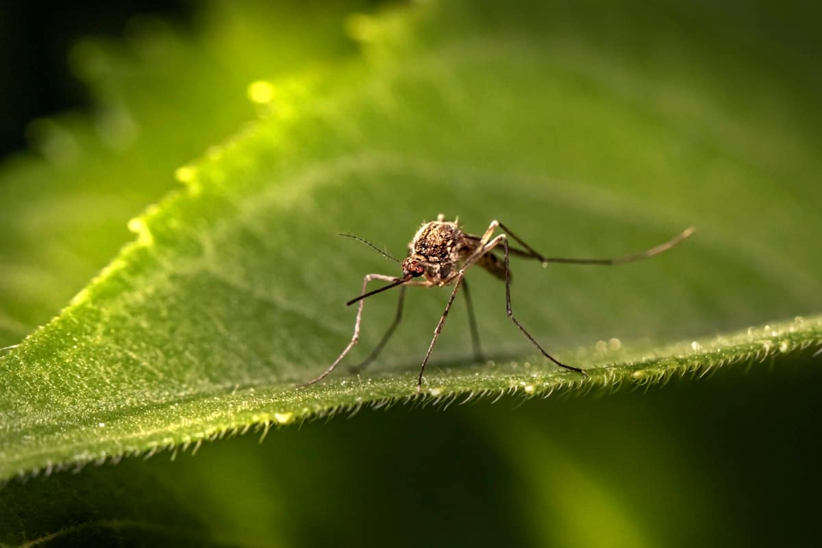 Mosquito Control in Melbourne: Reclaim Your Backyard This Summer