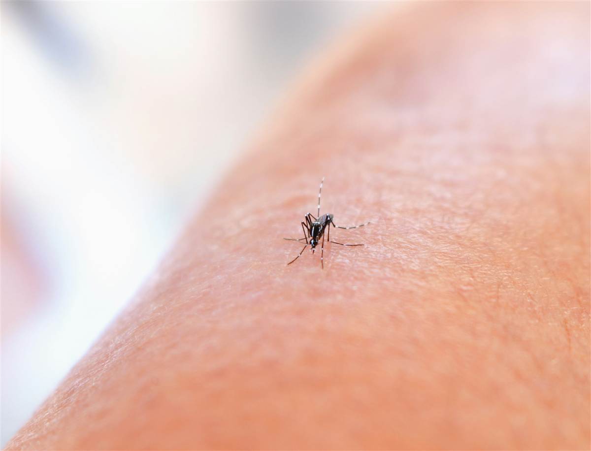 Mosquitoes Control Melbourne